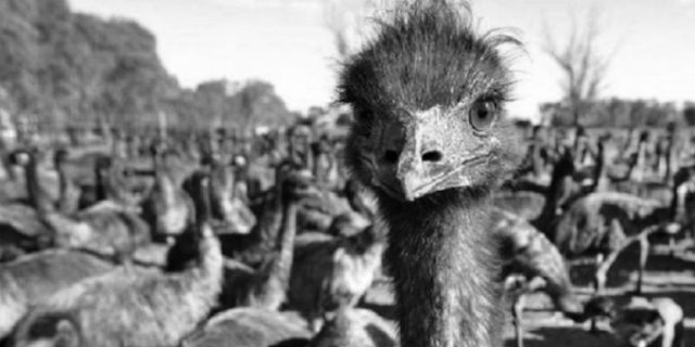 emúes, emú, Australia,guerra del emú,1932