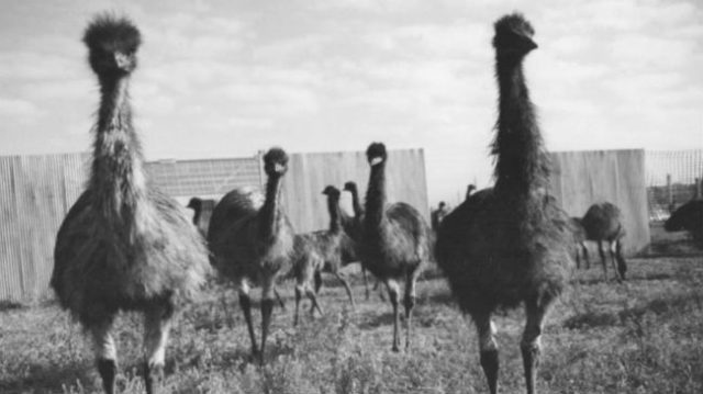 guerra emú,Australia,1932